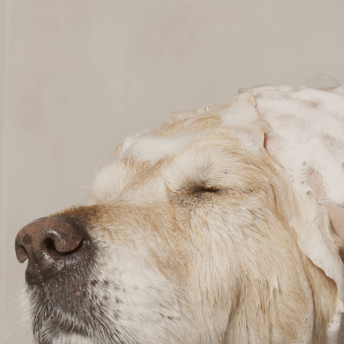 shampoo